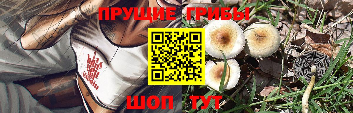 Галлюциногенные грибы Psilocybe  Вход с VPN  Кушва 